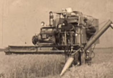 Kombajnová sklizeň 1959